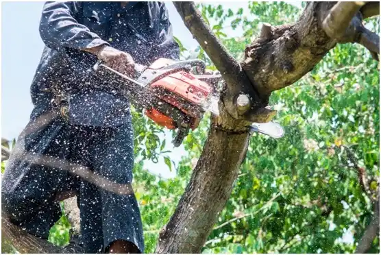 tree services Barberton